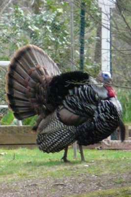 Wild Turkeys