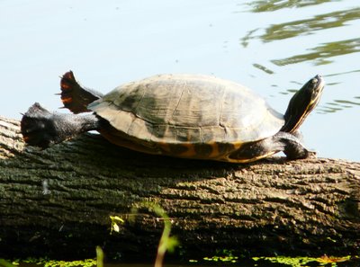 Turtle