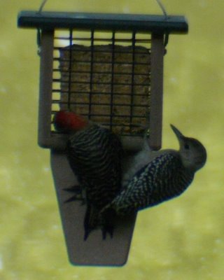 Red Bellied Woodpecker