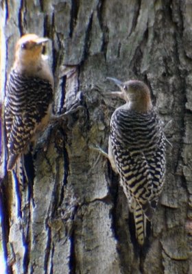 Red Bellied Woodpecker