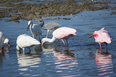 Roseate Spoonbills, a tricolored heron, a snowy egret, and some ibises.