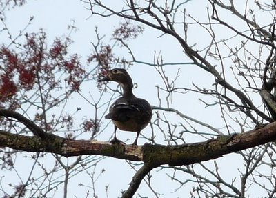 Wood Duck