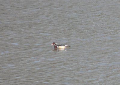 Wood Duck