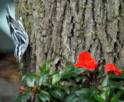 Black and White Warbler