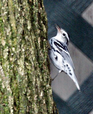 Black and White Warbler