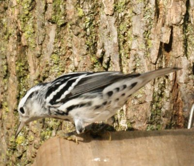 Black and White Warbler