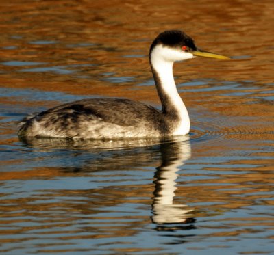 Western Grebe