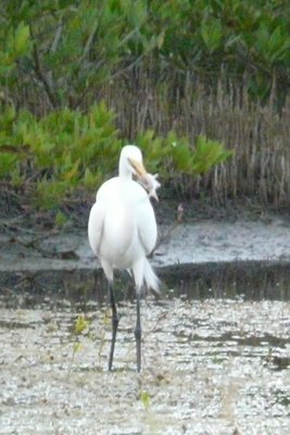 White Heron