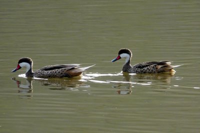 White-cheeked Pintail