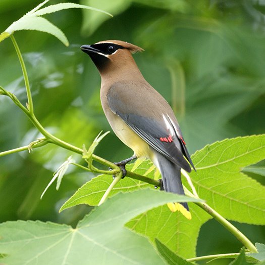 Cedar Waxwing