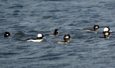 Bufflehead Ducks