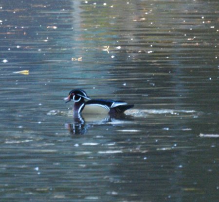 Male Wood Duck