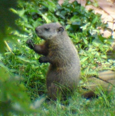 woodchuck