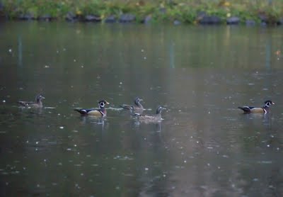 Wood Ducks