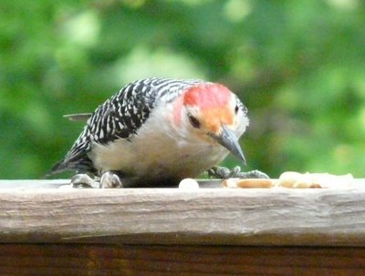 Red Bellied Woodpecker