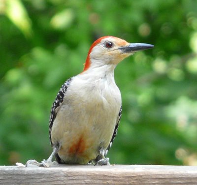 Red Bellied Woodpecker