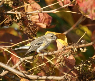  Yellow-Rumped Warbler