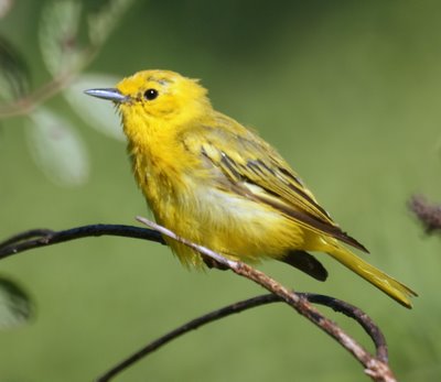 Yellow Warbler