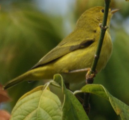 Yellow Warbler