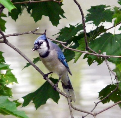 Blue Jay