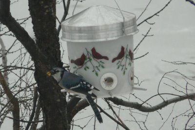 Blue Jay