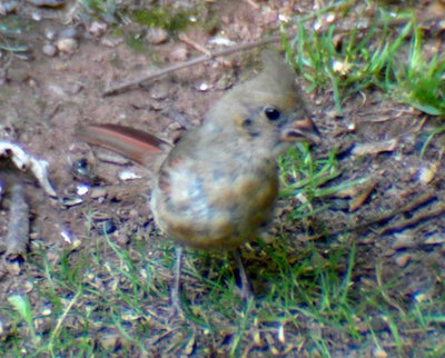 Northern Cardinal