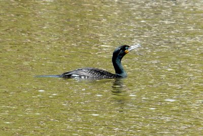 Cormorant