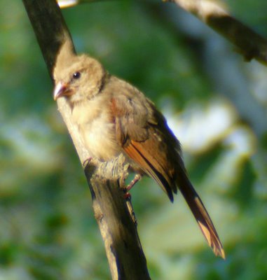 Northern Cardinal