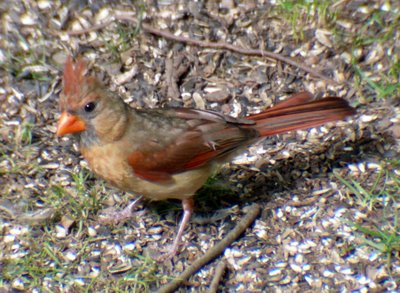 Northern Cardinal