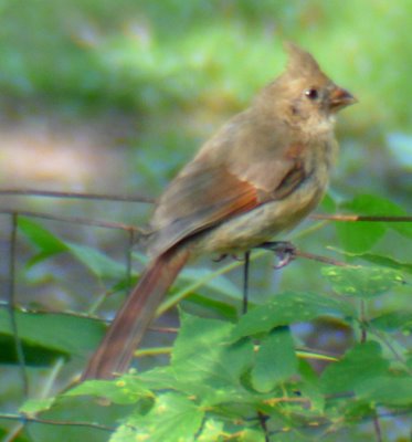 Northern Cardinal