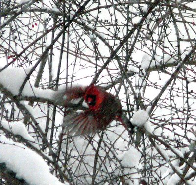 Cardinal Bird Flight on Nj Bird Photos  Birds Of New Jersey  February 17  2008