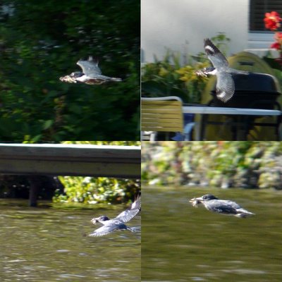 Belted Kingfisher