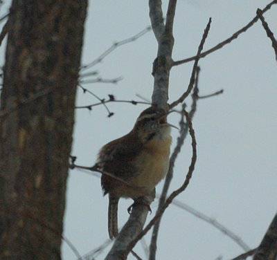 Carolina Wren