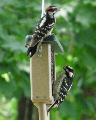 Downy Woodpeckers