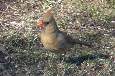 female Cardinal