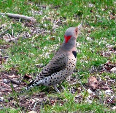 Northern Flicker