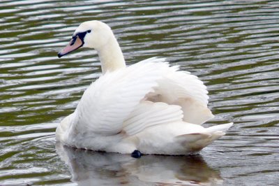 Mute Swan