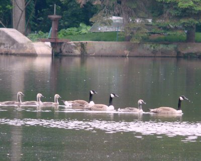 Canada Geese