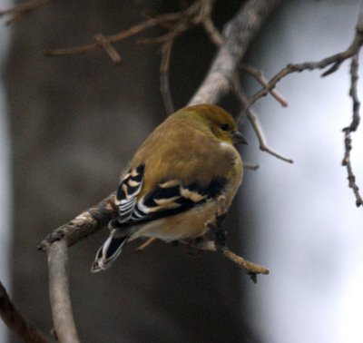 Goldfinch