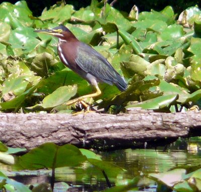 Green Heron