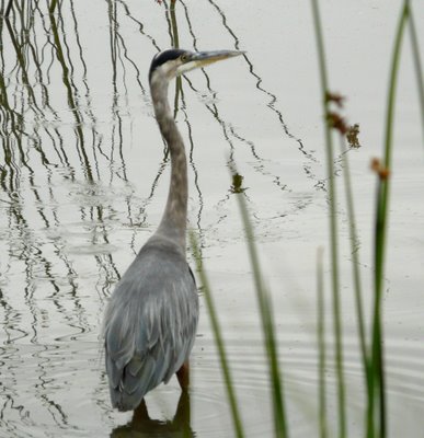 Heron