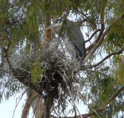 Great Blue Heron Nest