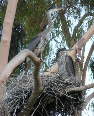 Great Blue Heron Nest