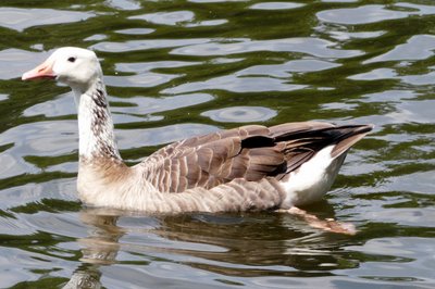 Hybrid Goose