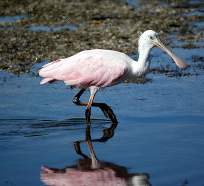 Juvenile Roseate Spoonbill