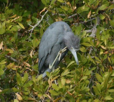 Juvenile Great Blue Heron