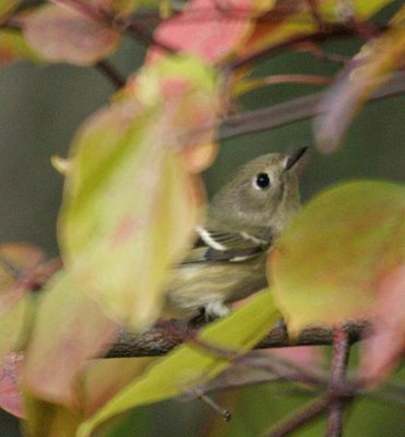 Kinglet