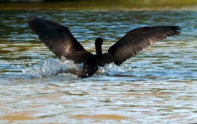 Cormorant