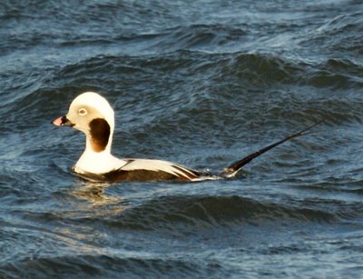 oldsqauw with long tail