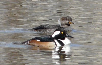 Hooded Merganser